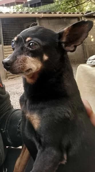 Jack, Tricolore male Jack Russell Terrier for adoption at Association Secours Protection Animale (Manosque), Manosque — photo 3 of 8