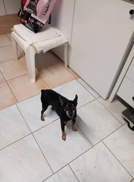 Jack, Tricolore male Jack Russell Terrier for adoption at Association Secours Protection Animale (Manosque), Manosque — photo 4 of 8