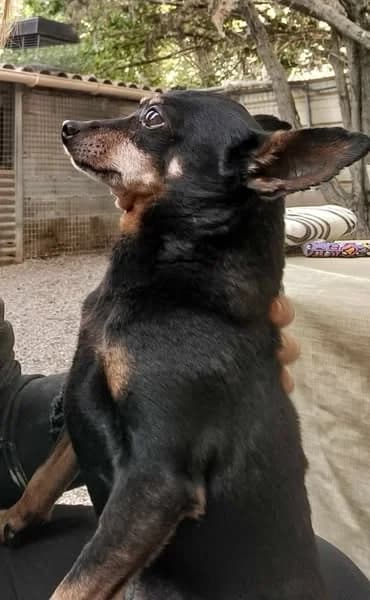 Jack, Tricolore male Jack Russell Terrier for adoption at Association Secours Protection Animale (Manosque), Manosque — photo 5 of 8