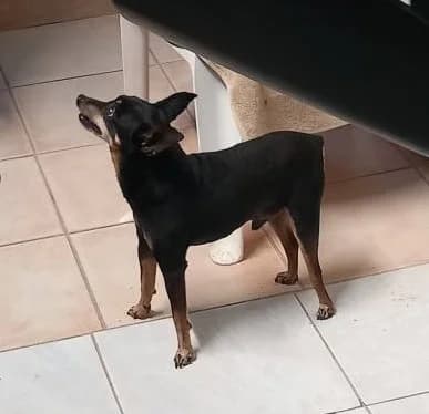 Jack, Tricolore male Jack Russell Terrier for adoption at Association Secours Protection Animale (Manosque), Manosque — photo 6 of 8