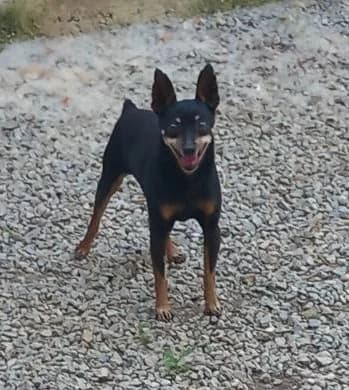 Jack, Tricolore male Jack Russell Terrier for adoption at Association Secours Protection Animale (Manosque), Manosque — photo 7 of 8