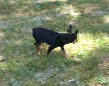 Jack, Tricolore male Jack Russell Terrier for adoption at Association Secours Protection Animale (Manosque), Manosque — photo 8 of 8