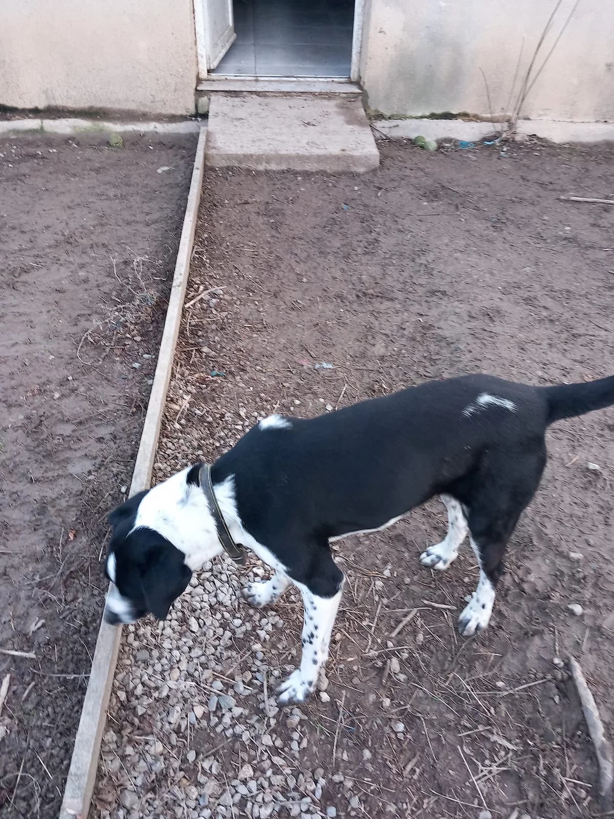 Ralph, Noir et blanc male Border Collie for adoption at Association Secours Protection Animale (Manosque), Manosque