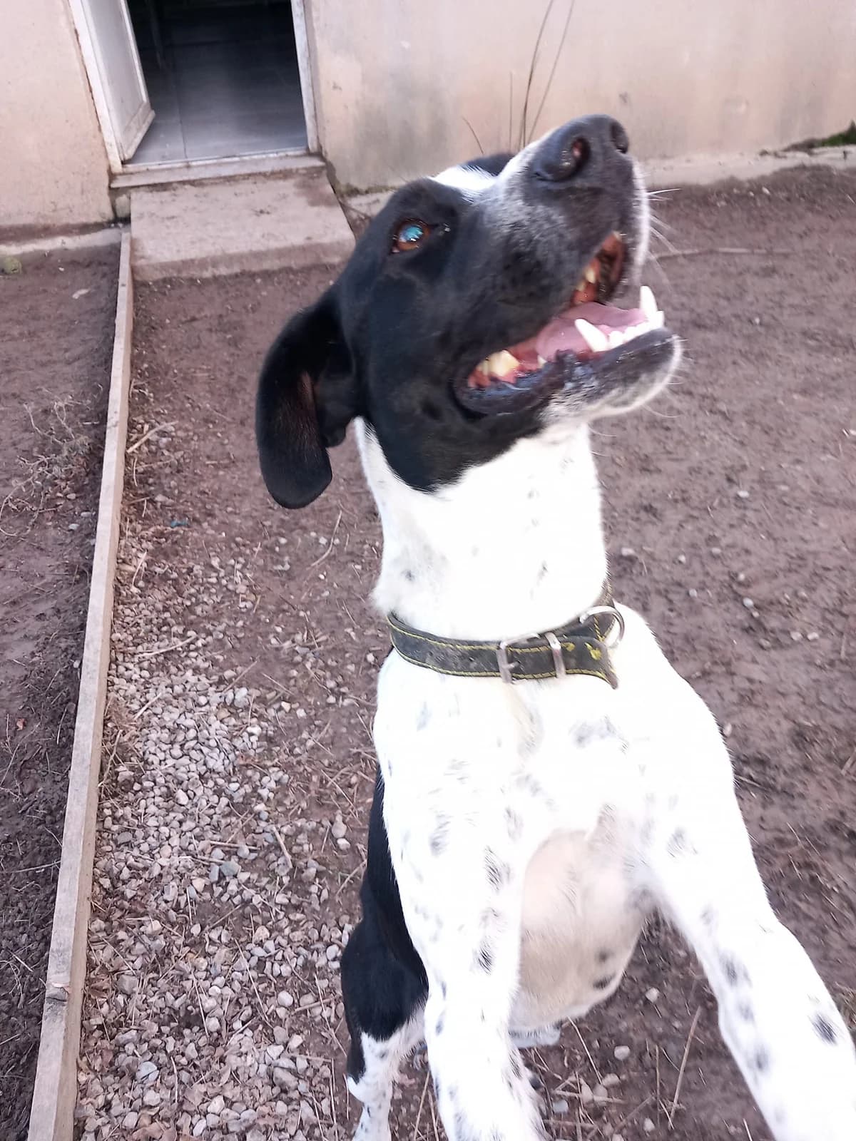 Ralph, Noir et blanc male Border Collie for adoption at Association Secours Protection Animale (Manosque), Manosque — photo 2 of 4