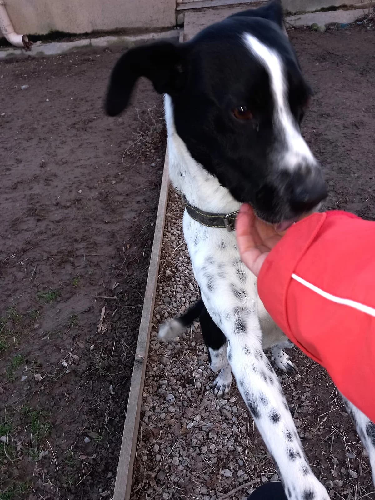 Ralph, Noir et blanc male Border Collie for adoption at Association Secours Protection Animale (Manosque), Manosque — photo 3 of 4