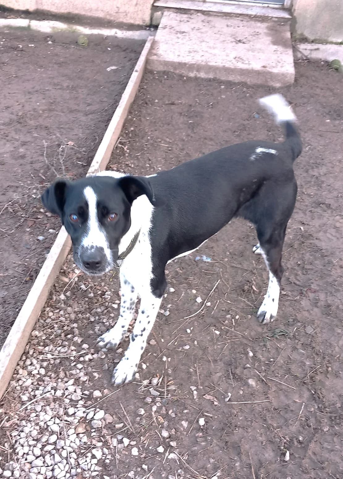 Ralph, Noir et blanc male Border Collie for adoption at Association Secours Protection Animale (Manosque), Manosque — photo 4 of 4