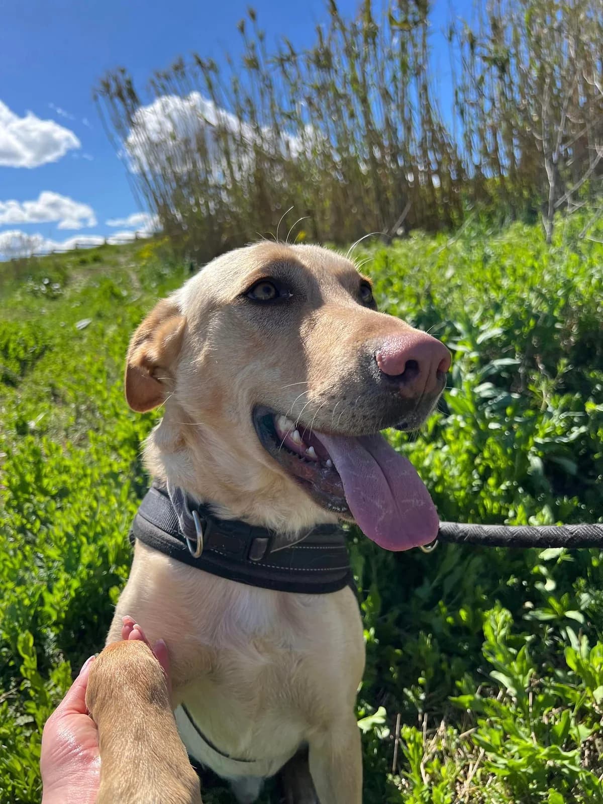 Tango2, Sable male Labrador Retriever for adoption at Association Secours Protection Animale (Manosque), Manosque
