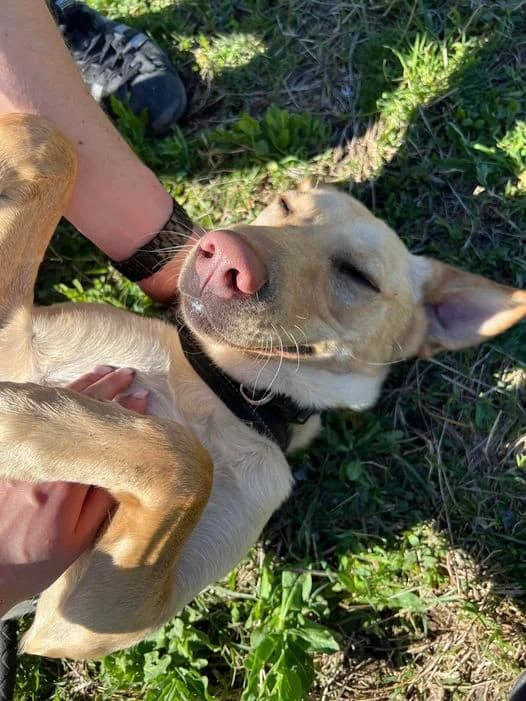 Tango2, Sable male Labrador Retriever for adoption at Association Secours Protection Animale (Manosque), Manosque — photo 2 of 19