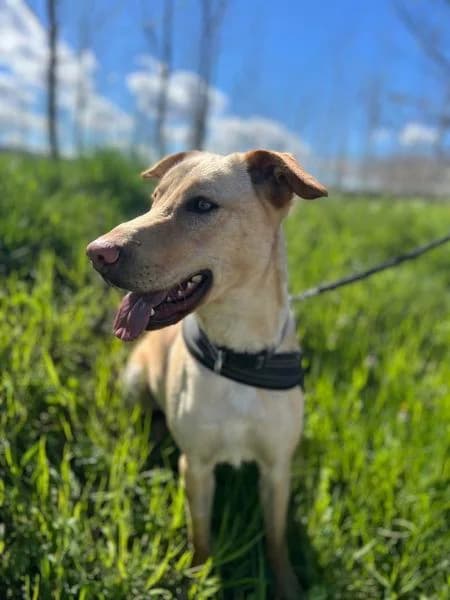 Tango2, Sable male Labrador Retriever for adoption at Association Secours Protection Animale (Manosque), Manosque — photo 3 of 19