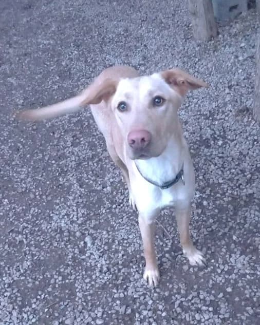 Tango2, Sable male Labrador Retriever for adoption at Association Secours Protection Animale (Manosque), Manosque — photo 4 of 19
