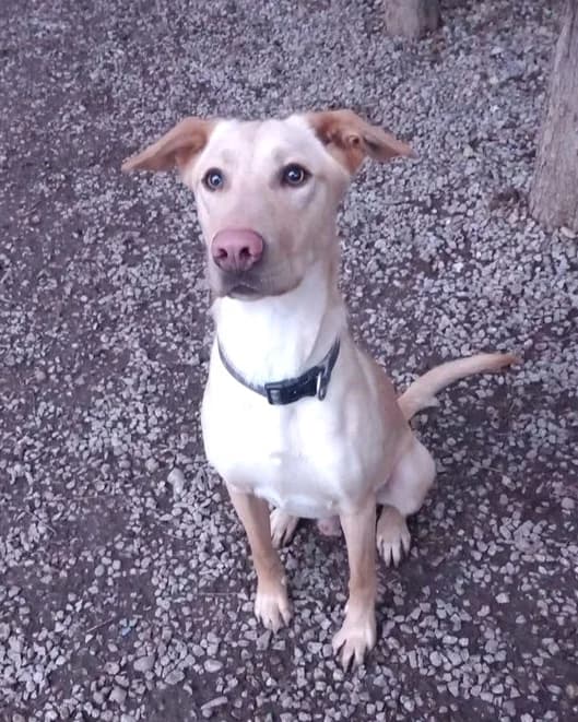 Tango2, Sable male Labrador Retriever for adoption at Association Secours Protection Animale (Manosque), Manosque — photo 5 of 19