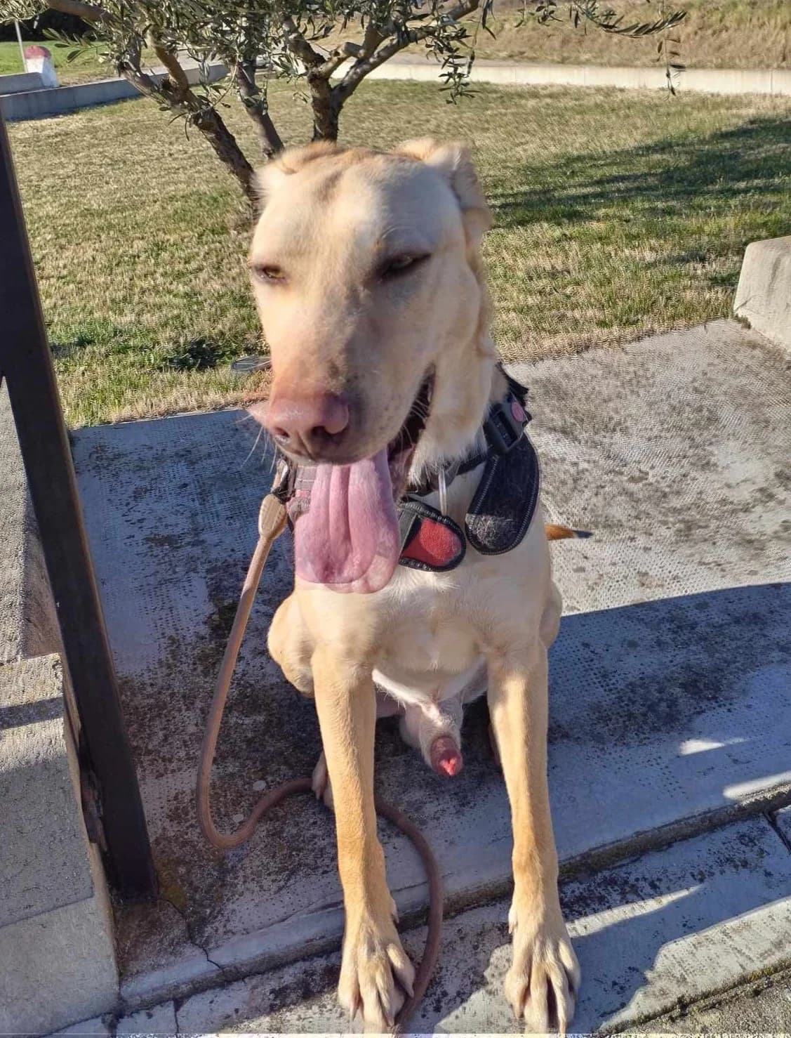 Tango2, Sable male Labrador Retriever for adoption at Association Secours Protection Animale (Manosque), Manosque — photo 6 of 19