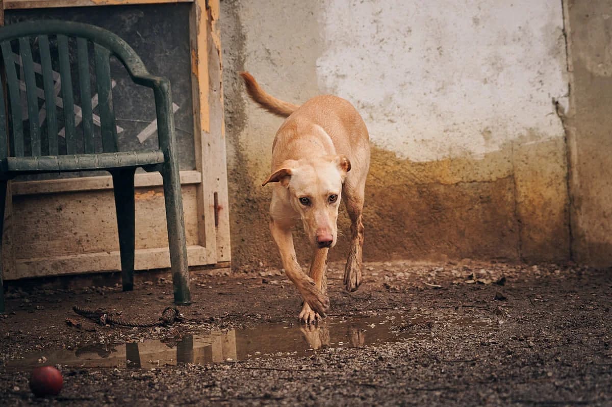 Tango2, Sable male Labrador Retriever for adoption at Association Secours Protection Animale (Manosque), Manosque — photo 7 of 19