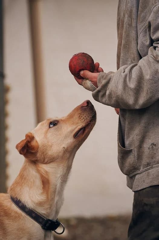 Tango2, Sable male Labrador Retriever for adoption at Association Secours Protection Animale (Manosque), Manosque — photo 8 of 19