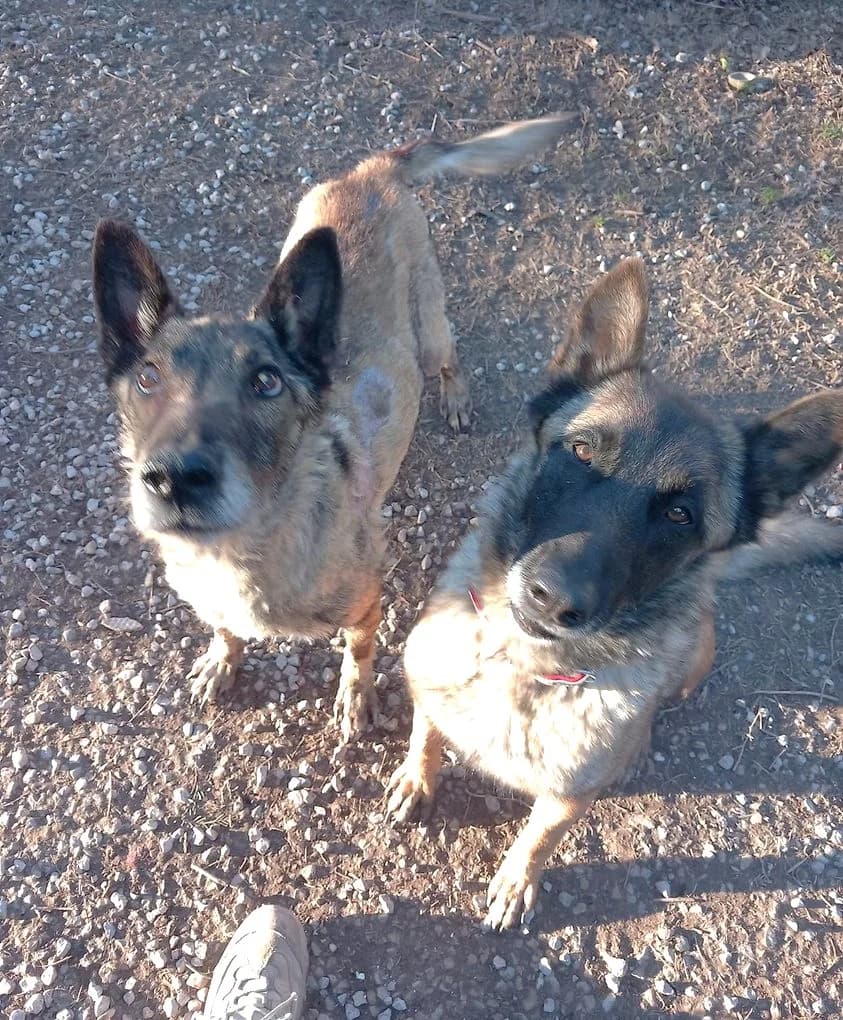 Youka et Rebelle, Charbonné male Belgian Malinois for adoption at Association Secours Protection Animale (Manosque), Manosque