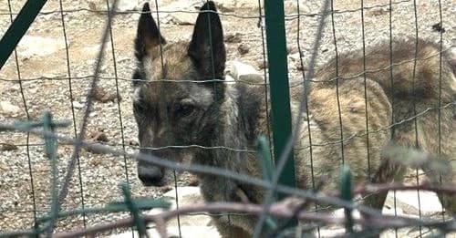 Youka et Rebelle, Charbonné male Belgian Malinois for adoption at Association Secours Protection Animale (Manosque), Manosque — photo 2 of 9