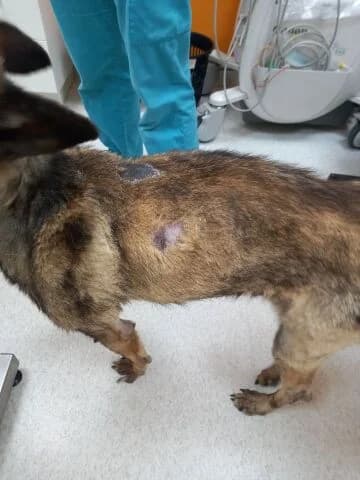 Youka et Rebelle, Charbonné male Belgian Malinois for adoption at Association Secours Protection Animale (Manosque), Manosque — photo 3 of 9