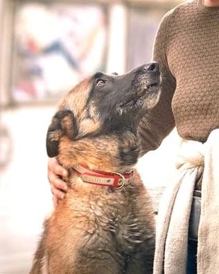 Youka et Rebelle, Charbonné male Belgian Malinois for adoption at Association Secours Protection Animale (Manosque), Manosque — photo 4 of 9