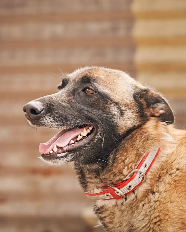 Youka et Rebelle, Charbonné male Belgian Malinois for adoption at Association Secours Protection Animale (Manosque), Manosque — photo 5 of 9