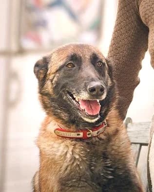 Youka et Rebelle, Charbonné male Belgian Malinois for adoption at Association Secours Protection Animale (Manosque), Manosque — photo 6 of 9