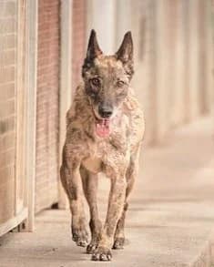 Youka et Rebelle, Charbonné male Belgian Malinois for adoption at Association Secours Protection Animale (Manosque), Manosque — photo 7 of 9
