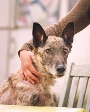 Youka et Rebelle, Charbonné male Belgian Malinois for adoption at Association Secours Protection Animale (Manosque), Manosque — photo 8 of 9