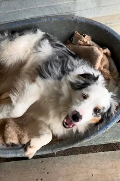 Shannon, Bleu merle tricolore female Australian Shepherd for adoption at Association Secours Protection Animale (Manosque), Manosque