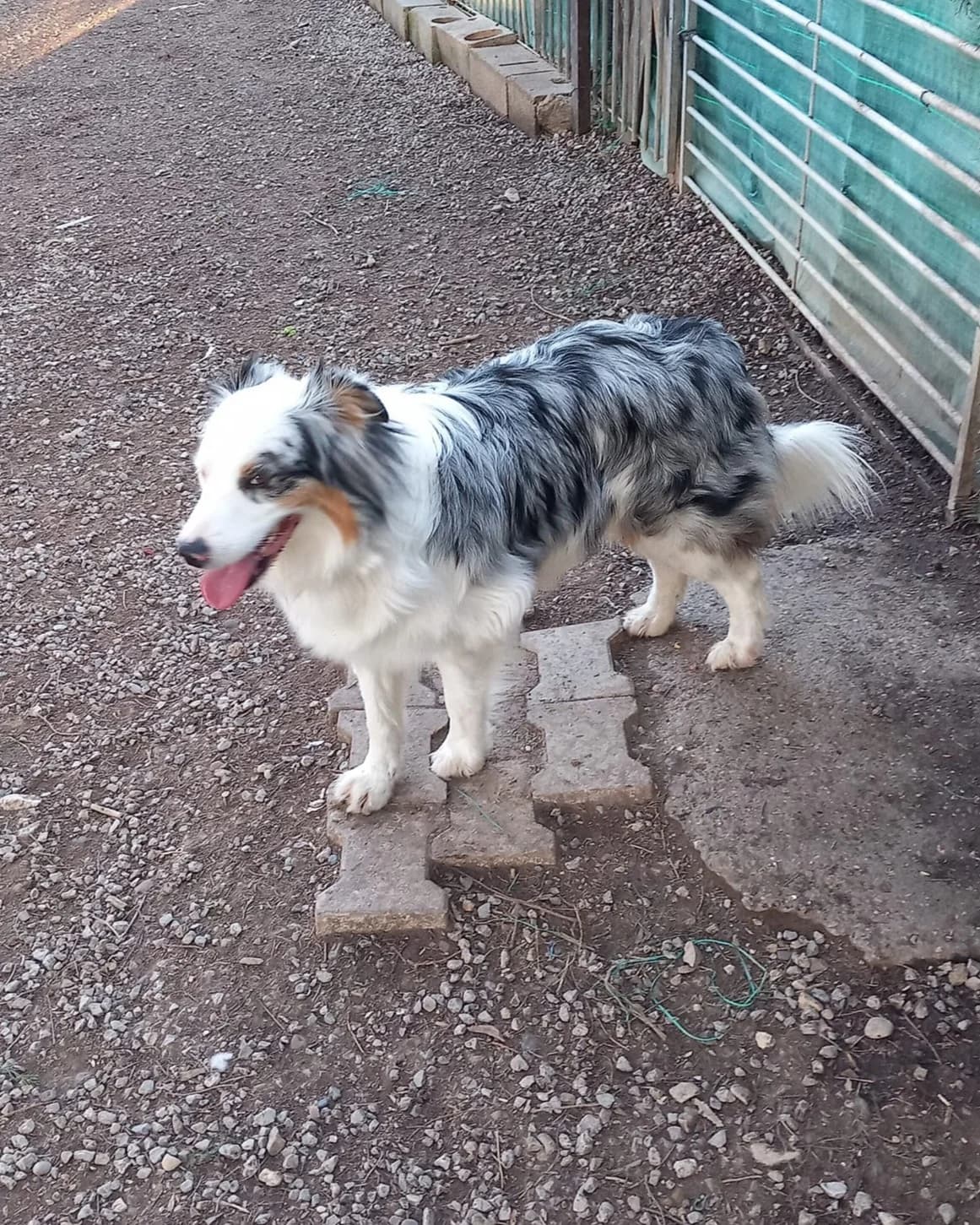 Shannon, Bleu merle tricolore female Australian Shepherd for adoption at Association Secours Protection Animale (Manosque), Manosque — photo 2 of 4