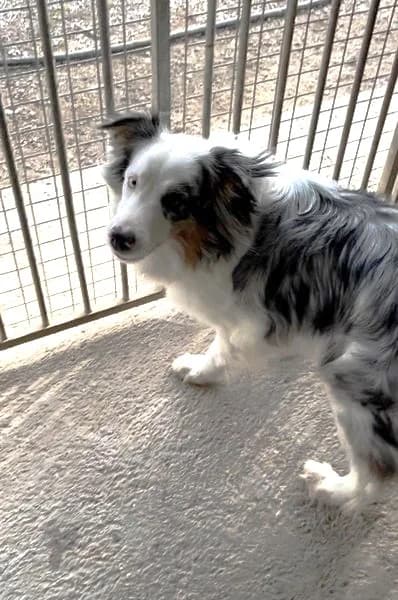 Shannon, Bleu merle tricolore female Australian Shepherd for adoption at Association Secours Protection Animale (Manosque), Manosque — photo 3 of 4