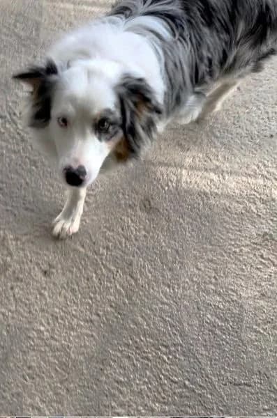 Shannon, Bleu merle tricolore female Australian Shepherd for adoption at Association Secours Protection Animale (Manosque), Manosque — photo 4 of 4