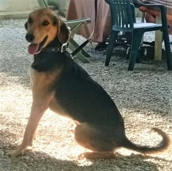 Tenor, Noir et feu male mixed breed for adoption at Association Secours Protection Animale (Manosque), Manosque