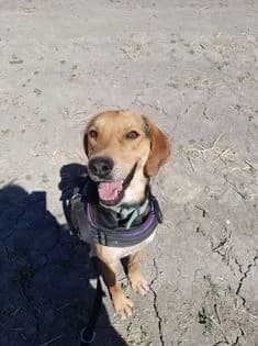 Tenor, Noir et feu male mixed breed for adoption at Association Secours Protection Animale (Manosque), Manosque — photo 2 of 17