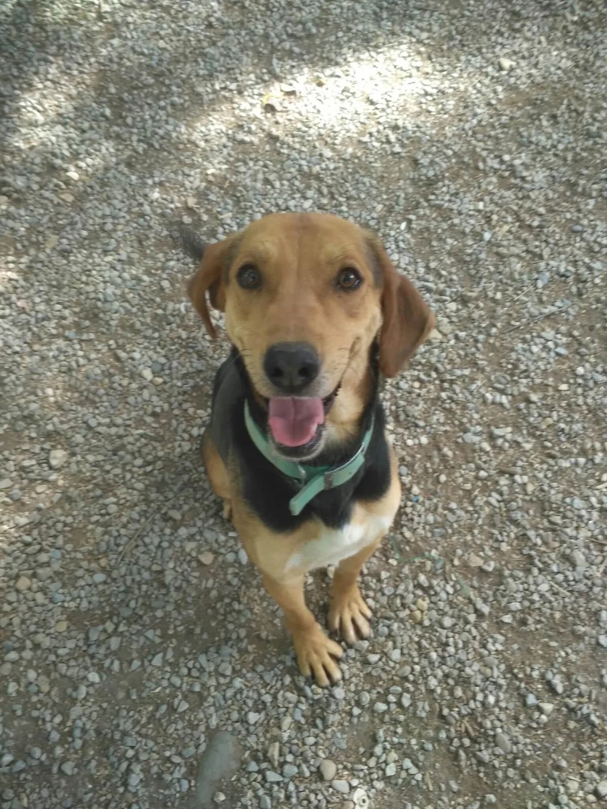 Tenor, Noir et feu male mixed breed for adoption at Association Secours Protection Animale (Manosque), Manosque — photo 3 of 17