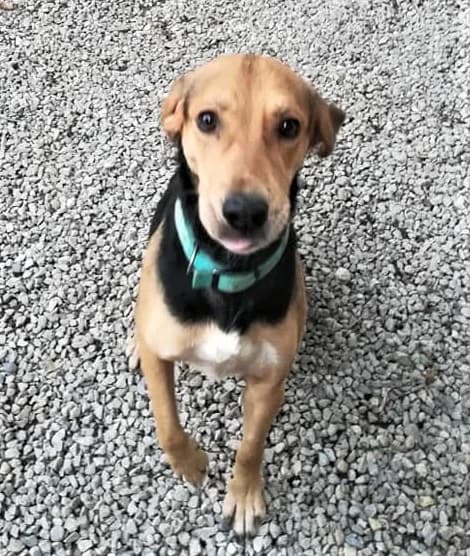 Tenor, Noir et feu male mixed breed for adoption at Association Secours Protection Animale (Manosque), Manosque — photo 4 of 17