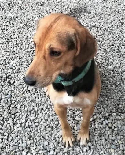 Tenor, Noir et feu male mixed breed for adoption at Association Secours Protection Animale (Manosque), Manosque — photo 5 of 17