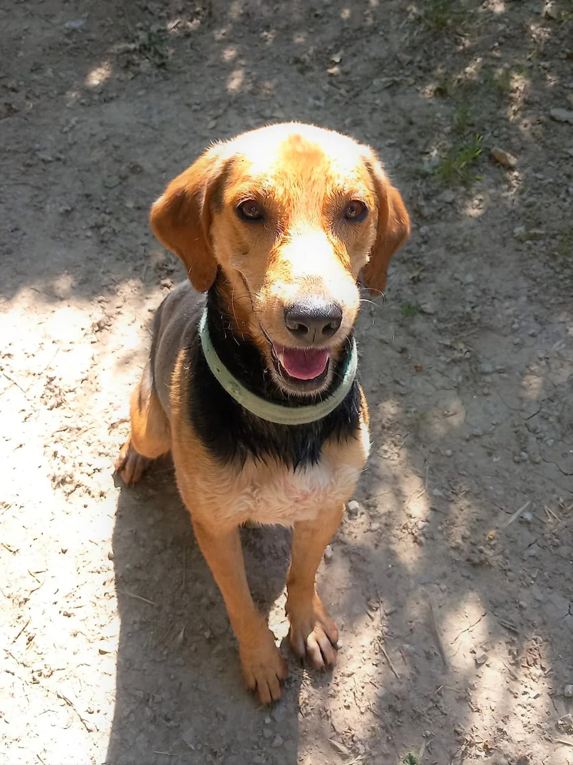 Tenor, Noir et feu male mixed breed for adoption at Association Secours Protection Animale (Manosque), Manosque — photo 6 of 17