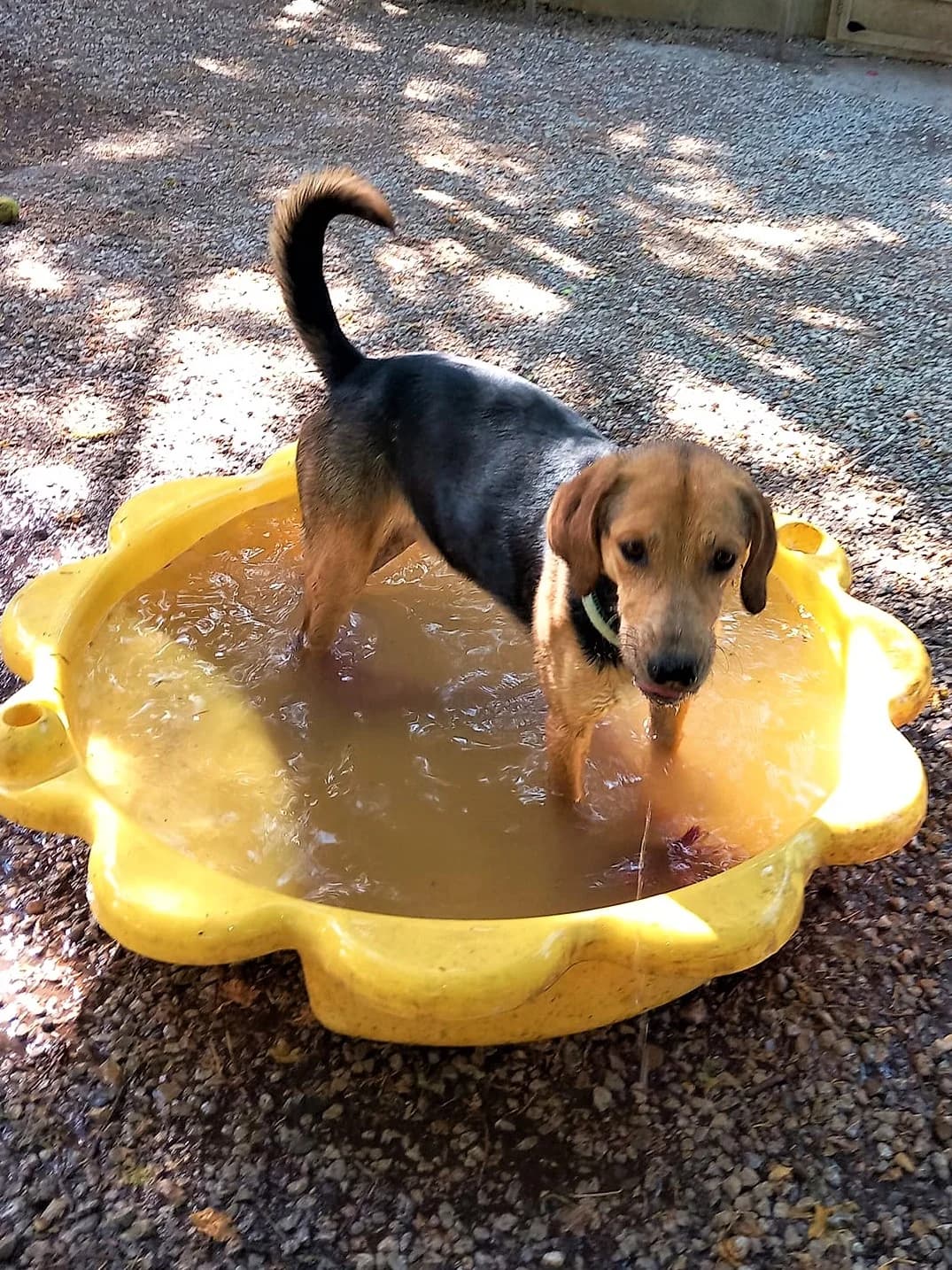 Tenor, Noir et feu male mixed breed for adoption at Association Secours Protection Animale (Manosque), Manosque — photo 7 of 17