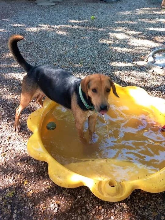 Tenor, Noir et feu male mixed breed for adoption at Association Secours Protection Animale (Manosque), Manosque — photo 8 of 17