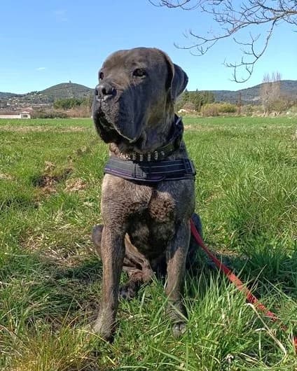 Paco, Fauve masque noir male Cane Corso for adoption at Association Secours Protection Animale (Manosque), Manosque
