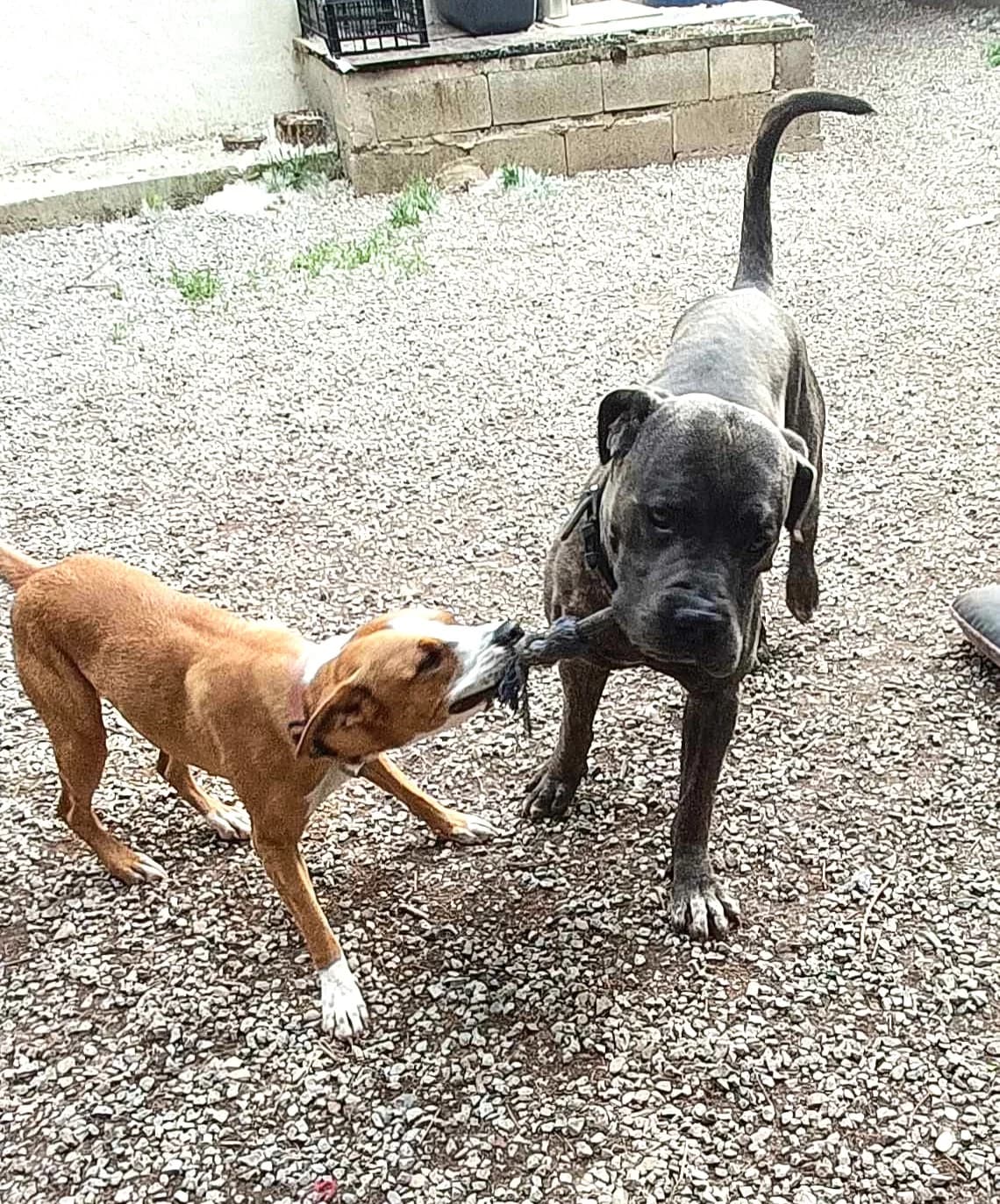 Paco, Fauve masque noir male Cane Corso for adoption at Association Secours Protection Animale (Manosque), Manosque — photo 2 of 11