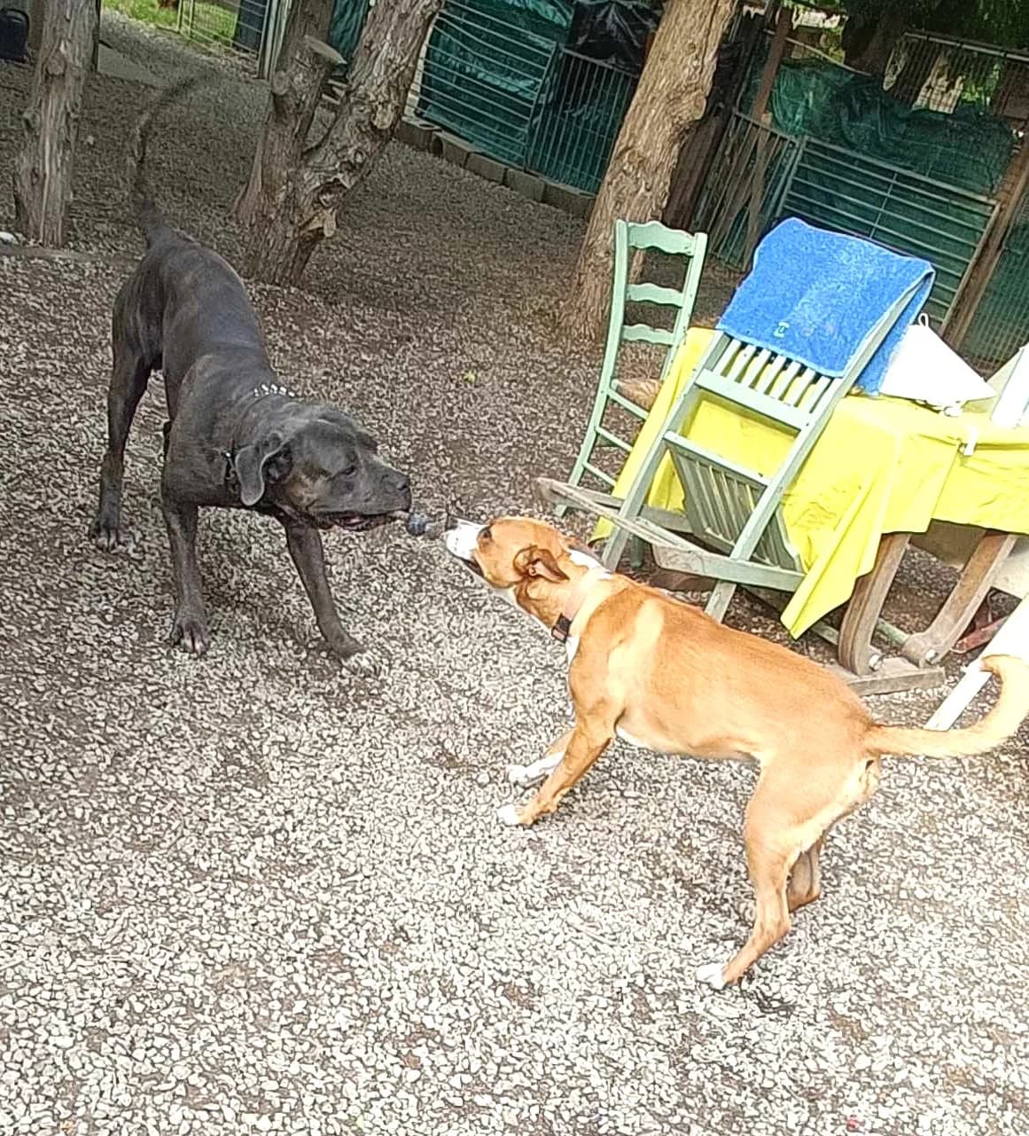 Paco, Fauve masque noir male Cane Corso for adoption at Association Secours Protection Animale (Manosque), Manosque — photo 3 of 11