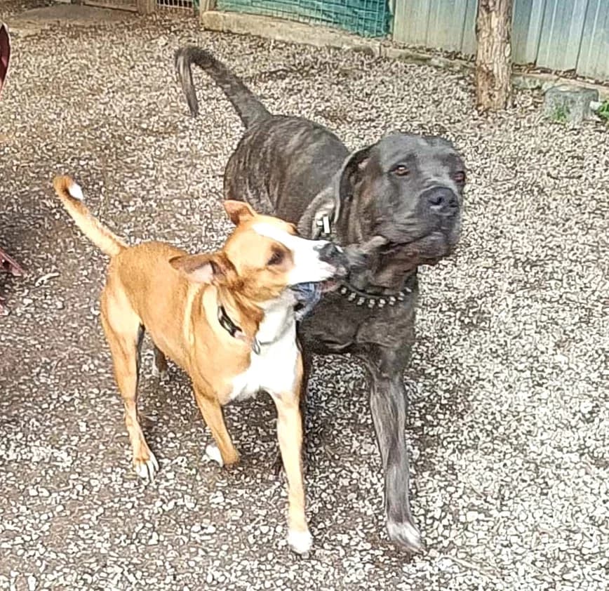 Paco, Fauve masque noir male Cane Corso for adoption at Association Secours Protection Animale (Manosque), Manosque — photo 4 of 11