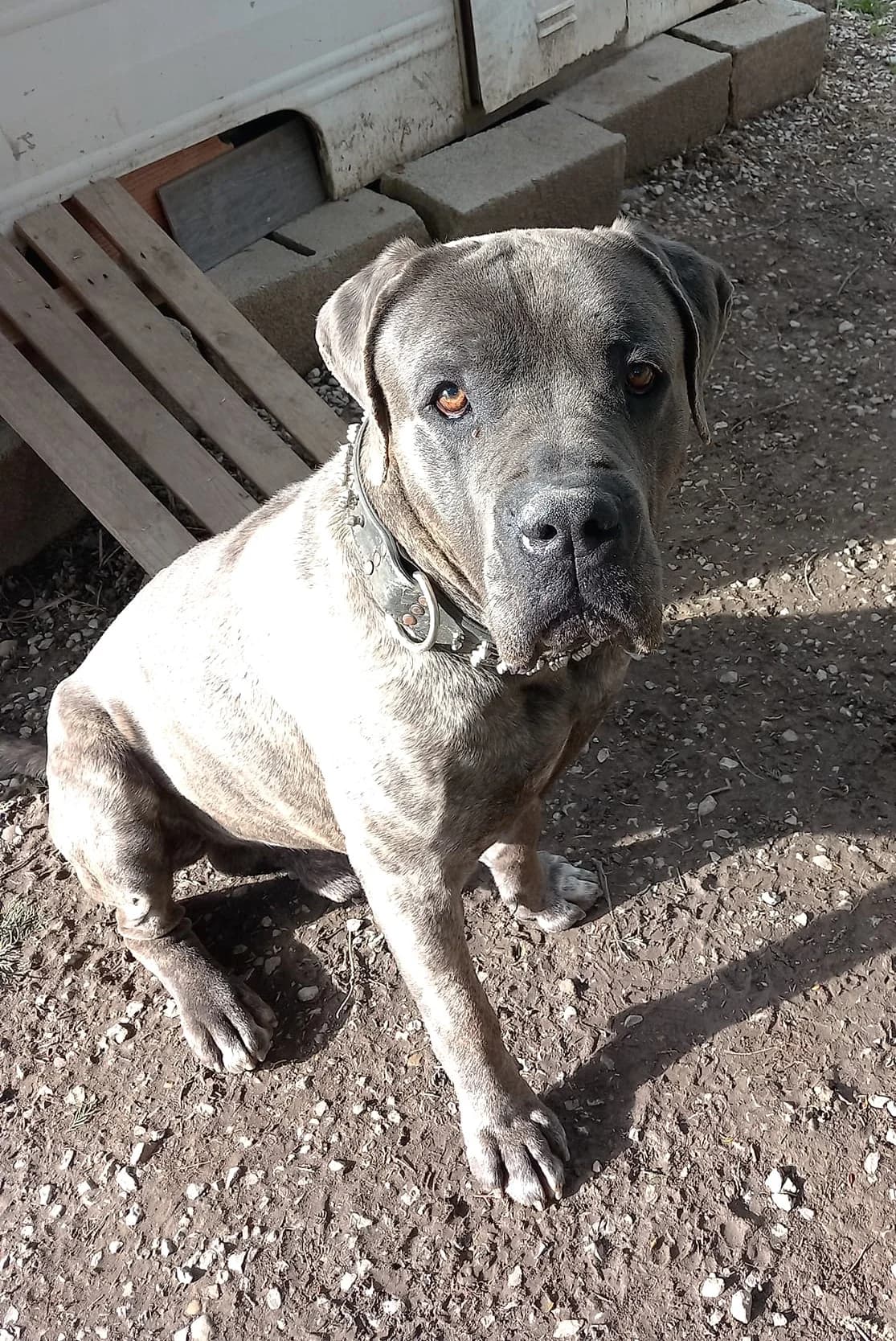 Paco, Fauve masque noir male Cane Corso for adoption at Association Secours Protection Animale (Manosque), Manosque — photo 5 of 11