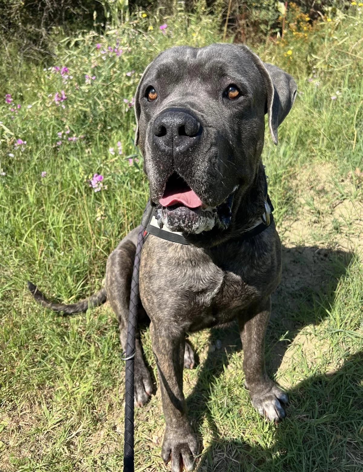 Paco, Fauve masque noir male Cane Corso for adoption at Association Secours Protection Animale (Manosque), Manosque — photo 6 of 11