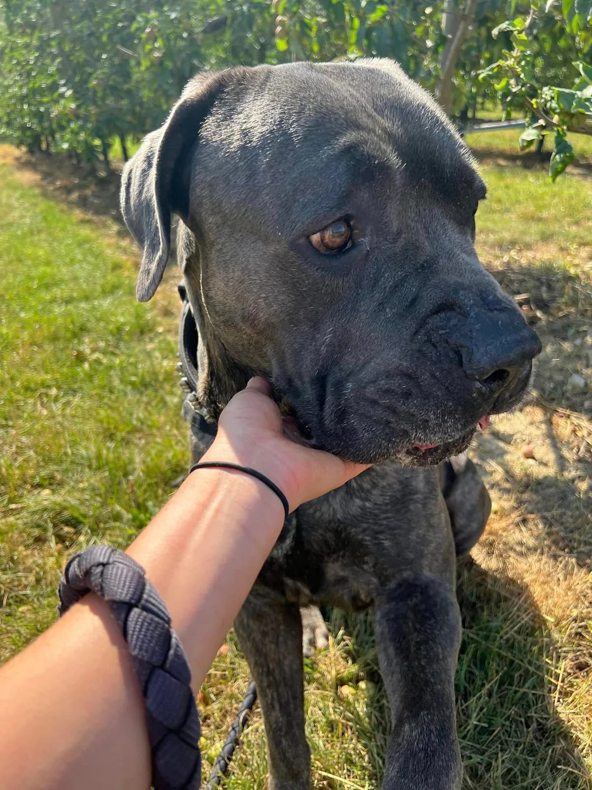 Paco, Fauve masque noir male Cane Corso for adoption at Association Secours Protection Animale (Manosque), Manosque — photo 8 of 11