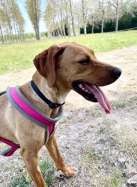 Molly, Fauve female Labrador Retriever for adoption at Association Secours Protection Animale (Manosque), Manosque