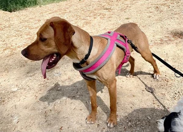 Molly, Fauve female Labrador Retriever for adoption at Association Secours Protection Animale (Manosque), Manosque — photo 2 of 26