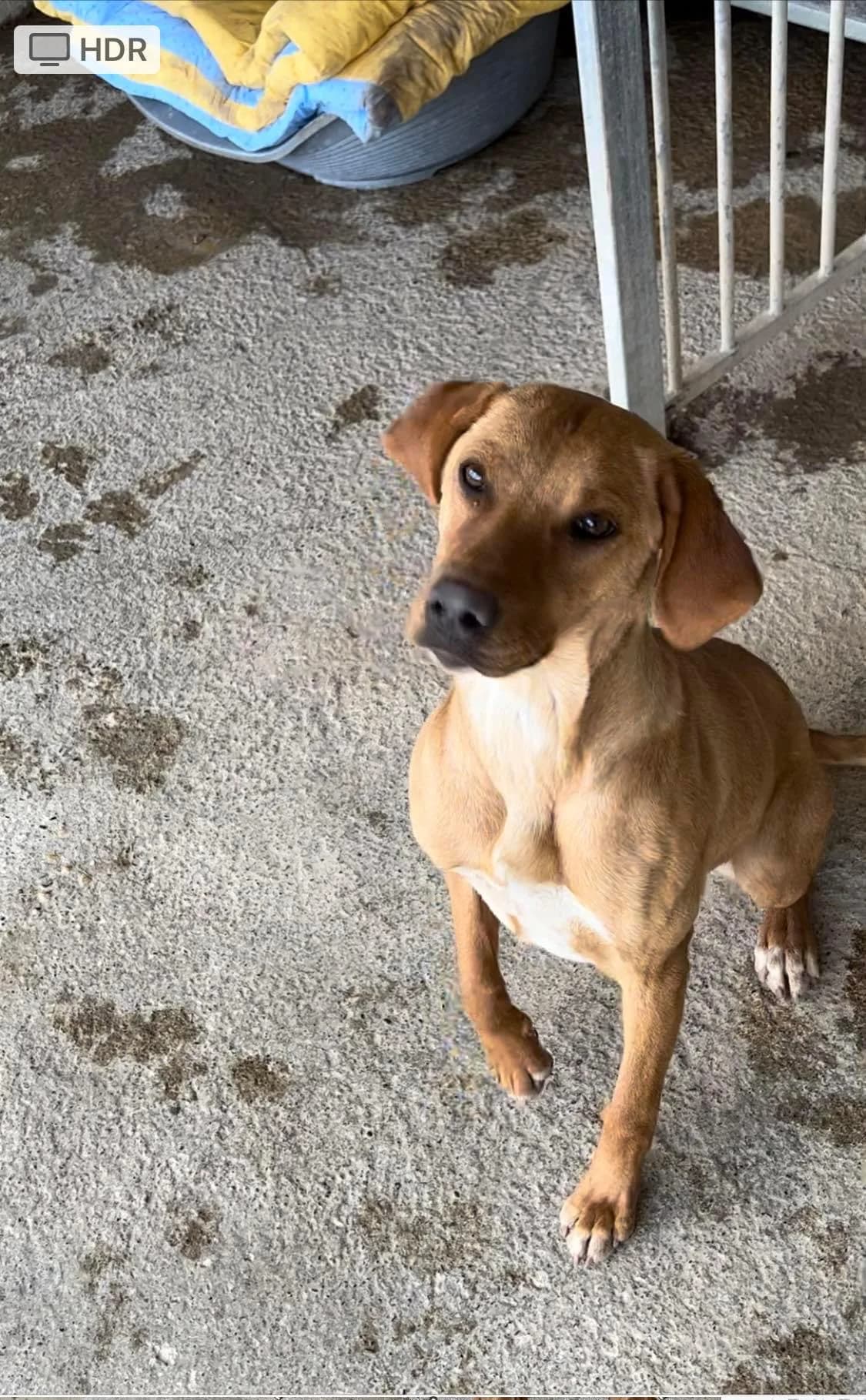 Molly, Fauve female Labrador Retriever for adoption at Association Secours Protection Animale (Manosque), Manosque — photo 3 of 26