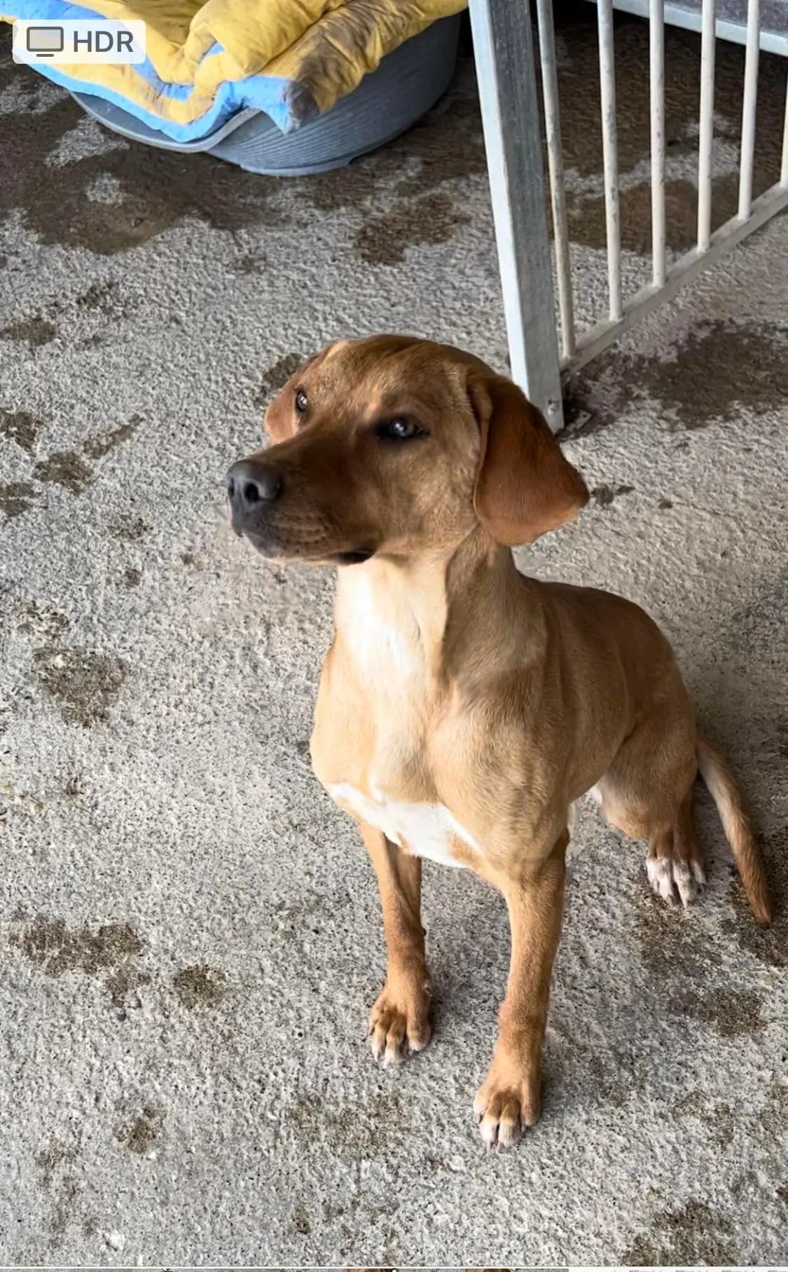 Molly, Fauve female Labrador Retriever for adoption at Association Secours Protection Animale (Manosque), Manosque — photo 4 of 26