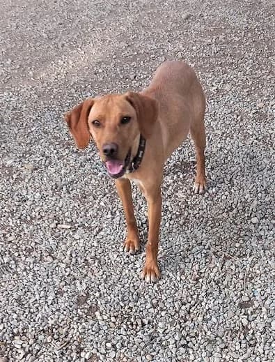 Molly, Fauve female Labrador Retriever for adoption at Association Secours Protection Animale (Manosque), Manosque — photo 5 of 26